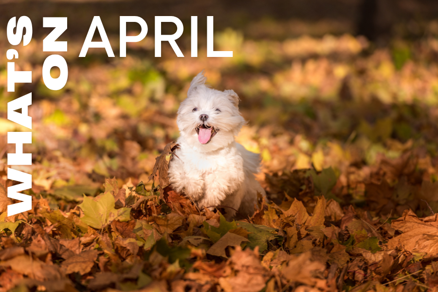 What’s on around Sydney in April