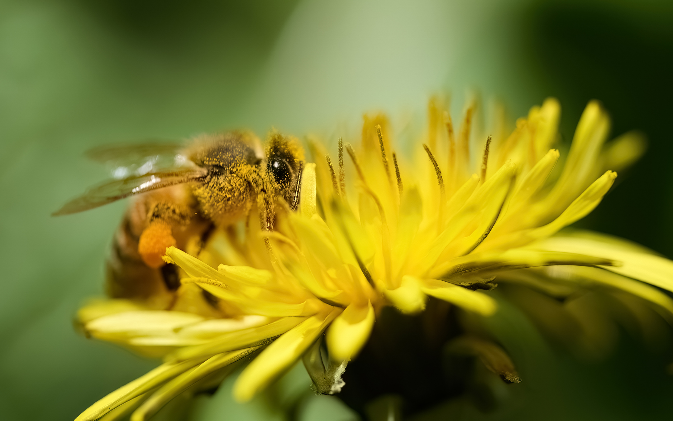 World Bee Day