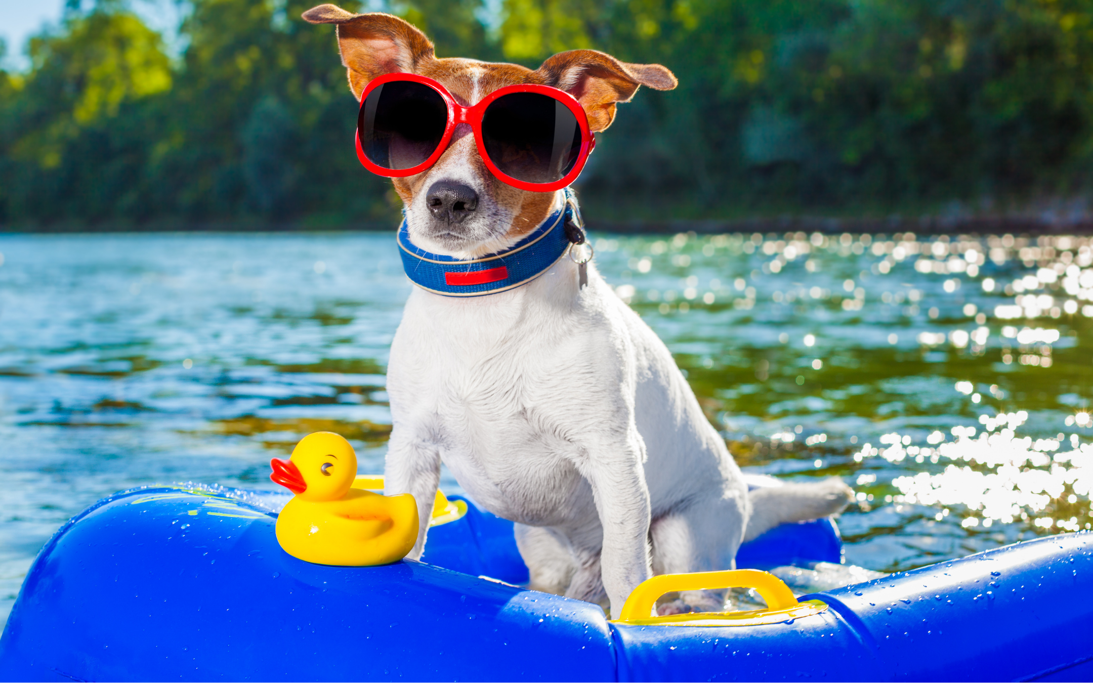 Meet Our National Pet Day Winners!