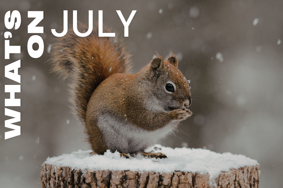 What’s on around Sydney in July